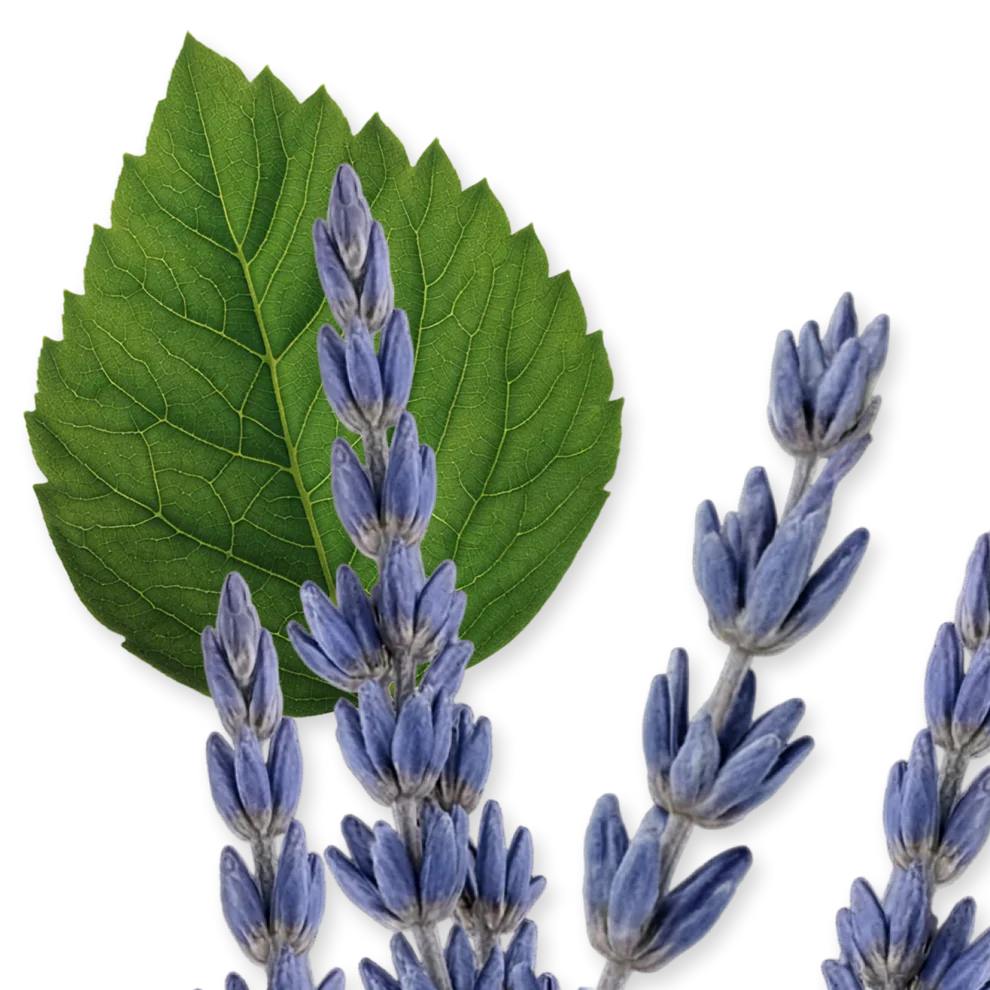 Parfums de Marly Layton - Eau de Parfum