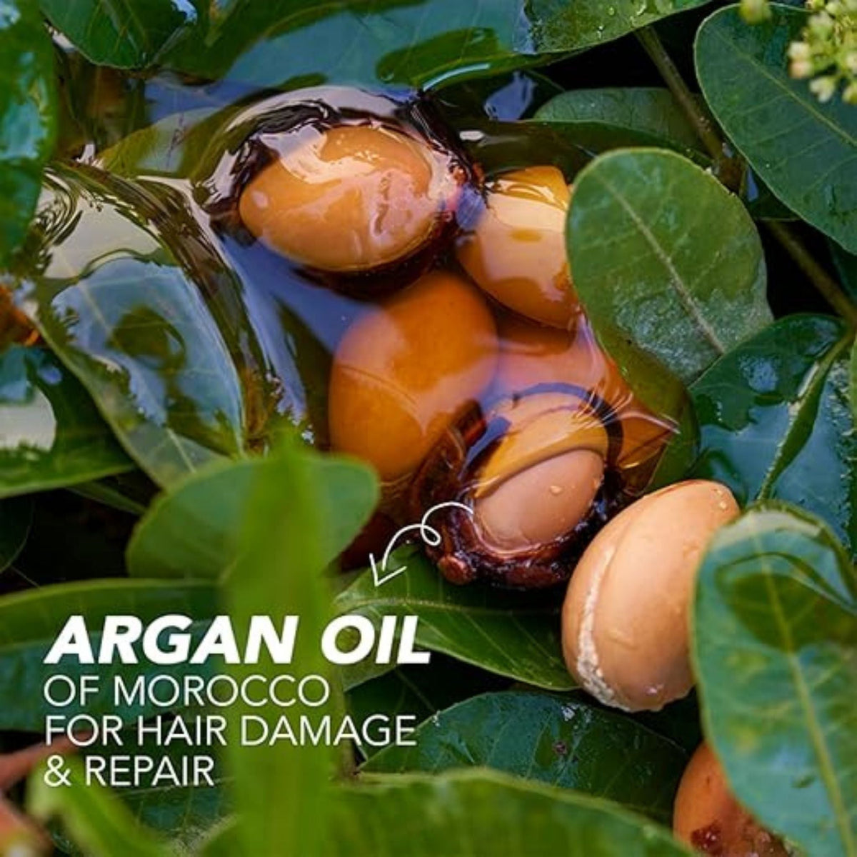 Refect Beauty Herbal Essences Argan Oil of Morocco conditioner ingredients featuring fresh argan nuts on green leaves
