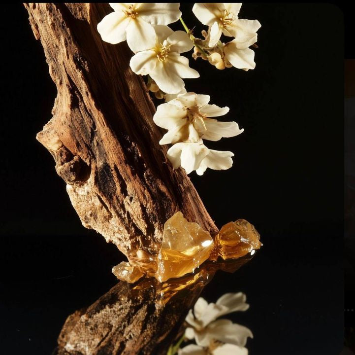 Refect Beauty Burberry Goddess Parfum fragrance ingredients featuring white flowers, weathered wood, and amber resin