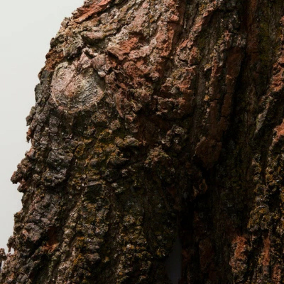 Refect Beauty Dolce & Gabbana K Eau de Parfum fragrance bottle set against a textured, rustic cedarwood bark backdrop.