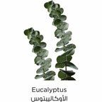 Refect Beauty eucalyptus stems with green leaves used in L'oreal Paris Pure Clay face mask