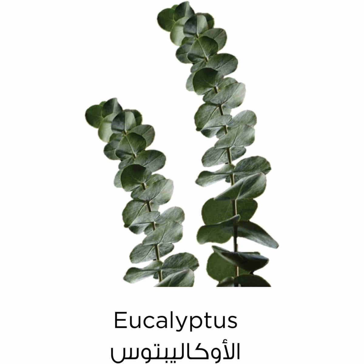 Refect Beauty eucalyptus stems with green leaves used in L'oreal Paris Pure Clay face mask