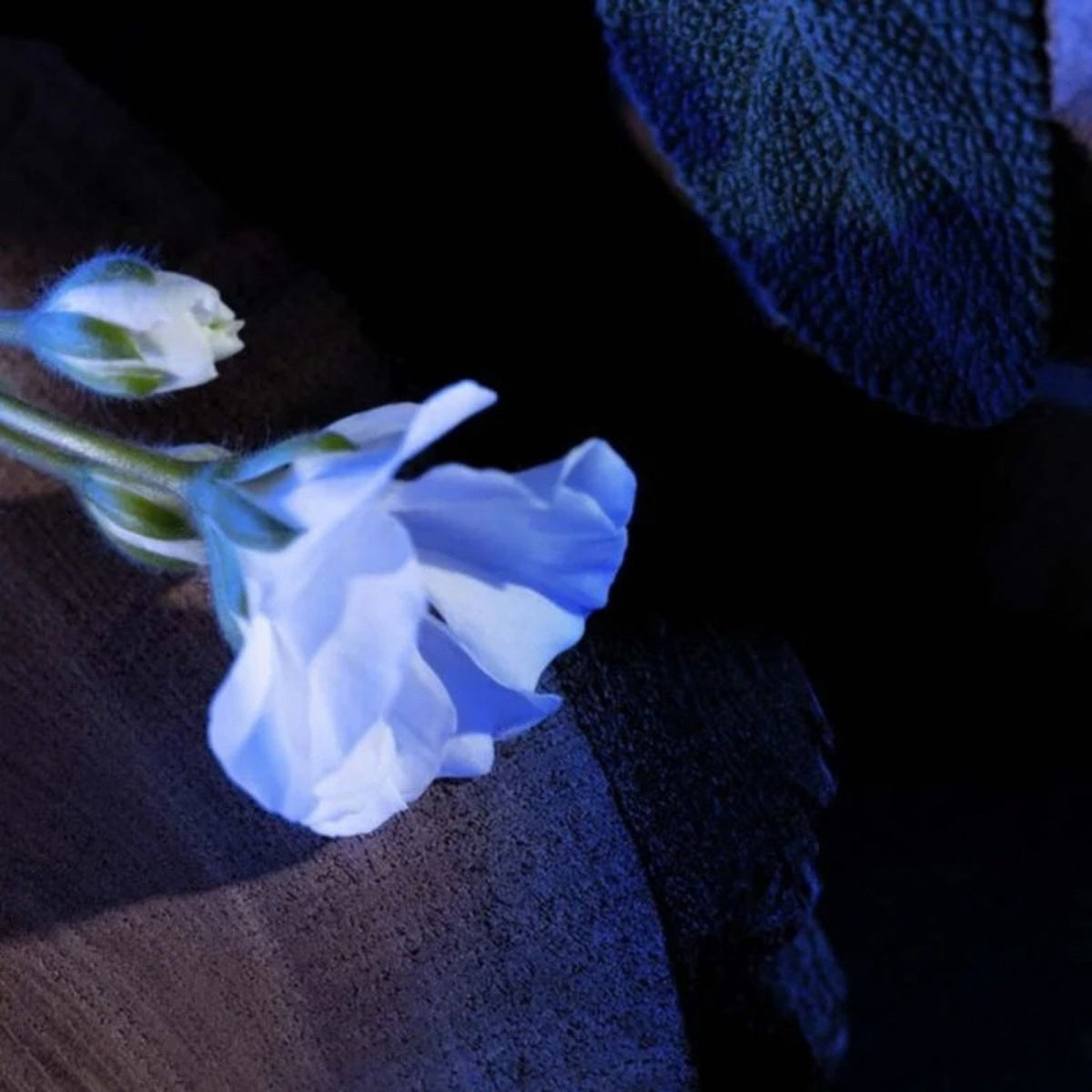 Refect Beauty close-up of a delicate white geranium flower and sage leaf, highlighting ingredients in Y Eau de Parfum