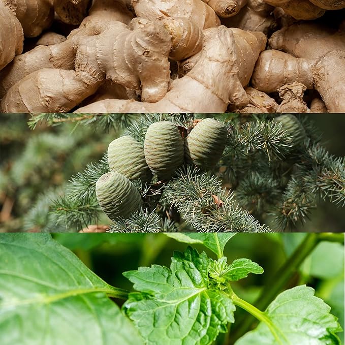 Refect Beauty collage showing fresh ginger roots, cedar pine cones, and green basil leaves representing fragrance notes.