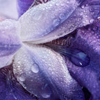 Refect Beauty Giorgio Armani My Way Le Parfum floral close-up with purple iris petals and fresh morning dew drops