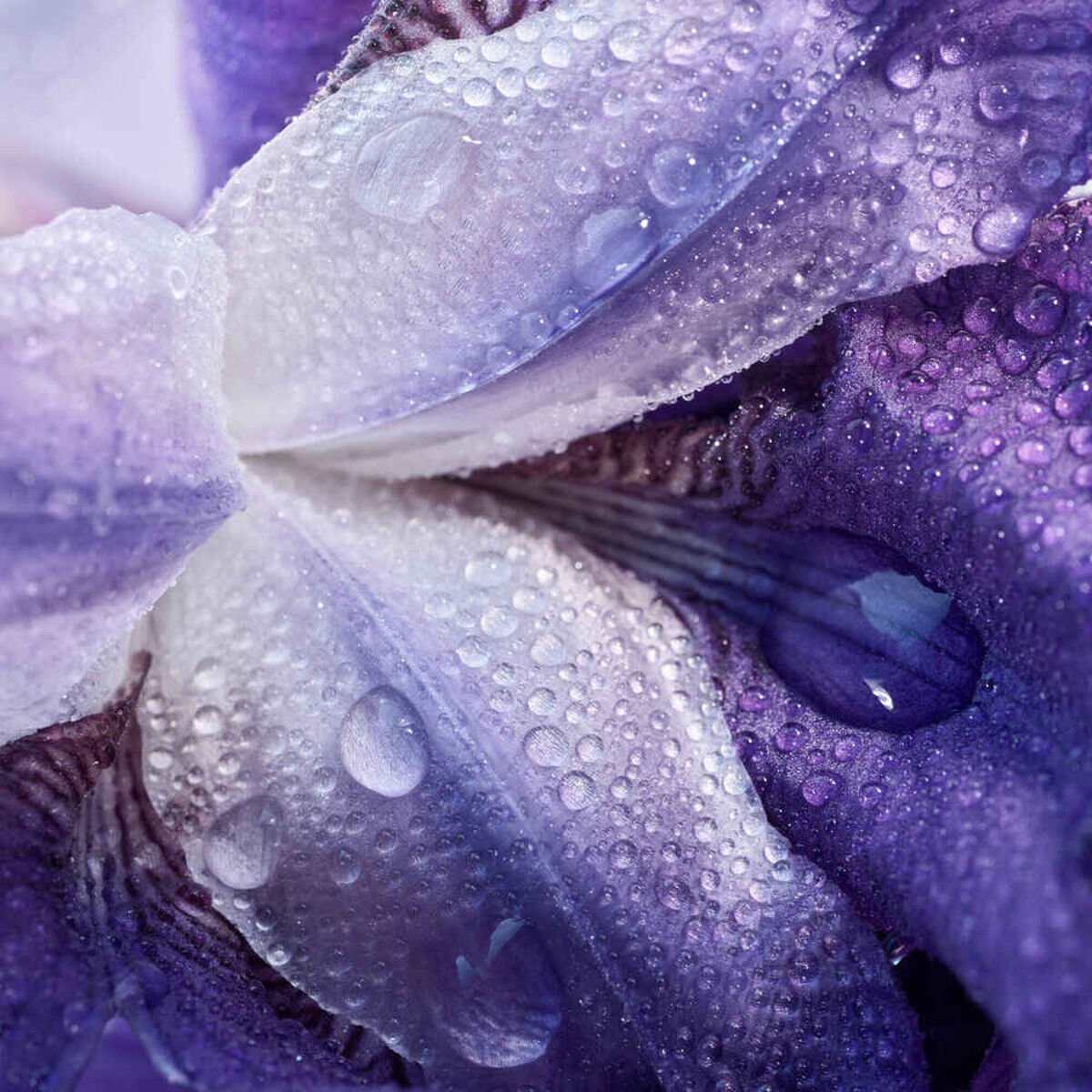Refect Beauty Giorgio Armani My Way Le Parfum floral close-up with purple iris petals and fresh morning dew drops