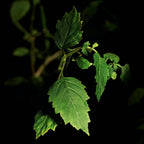 Refect Beauty Yves Saint Laurent Tuxedo fragrance patchouli leaf close-up against a dark background