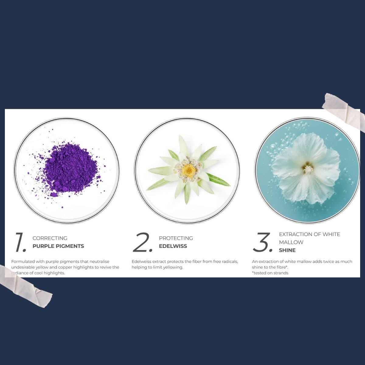 Refect Beauty Phyto No Yellow Shampoo ingredients infographic showing purple pigment, edelweiss, and white mallow.